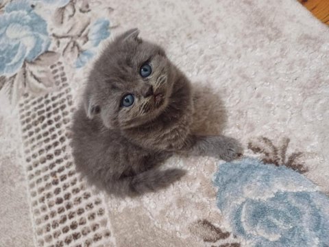 Scottish fold minnoşum