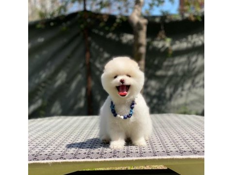 Pomeranian boo yavrular