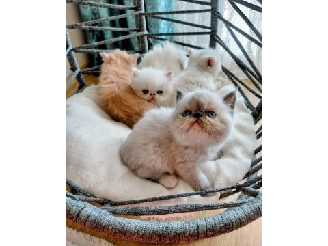 Safkan tertemiz kan taşıyan exotic shorthair yavrular