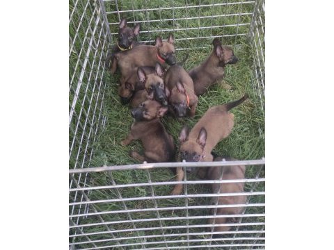 Şecereli belçika malinois yavruları