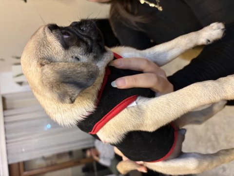 Son kalan erkek yavru pug