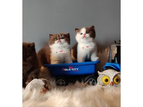 Kralın dönüşü safkan british teddy