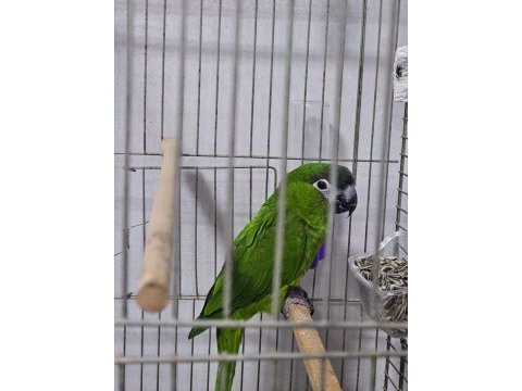 Mükemmel yavru cüce macaw alışmış