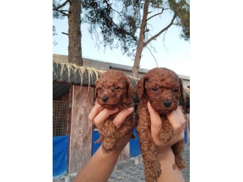 Toy poodle yavrular bir birinden güzel tatlılar