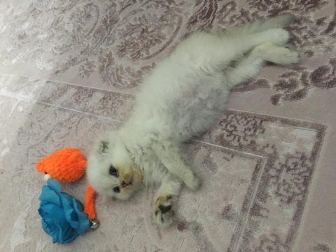 2.5 aylık scottish fold longhair