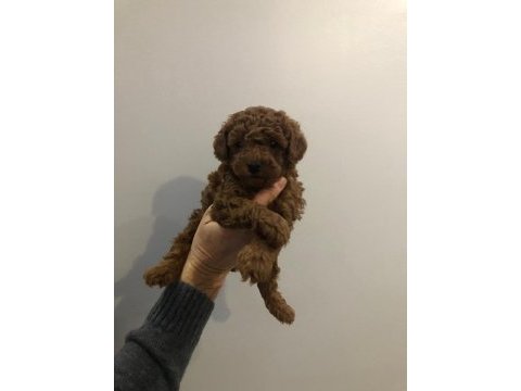 Toy poodle erkek