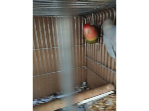 Evde beslediğim cennet ve sevda papağanlarım