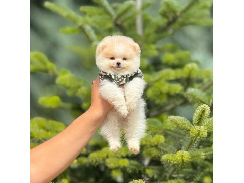 Pomeranian bebeklerimiz 50-70 günlük