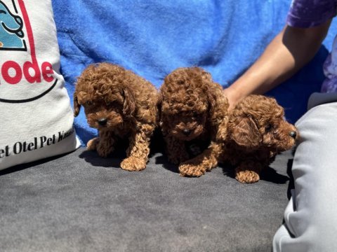 Petmode köpek çiftliğinde ziyarete açık kore toy poodle