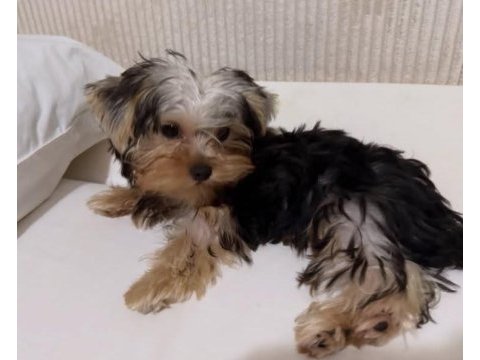 Teddy yorkshire terrier