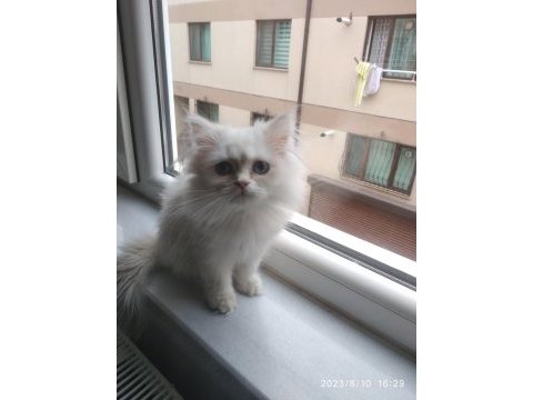 Kedi sahiplendirme british longhair