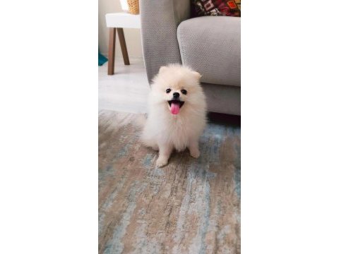Karbeyaz dişi çok oyuncu ve sağlıklı pomeranian