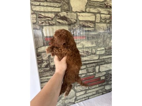 Toy poodle köpeğimiz