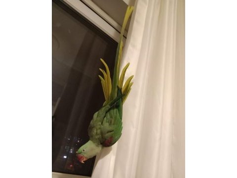 Full evcil dişi iskender papağanı