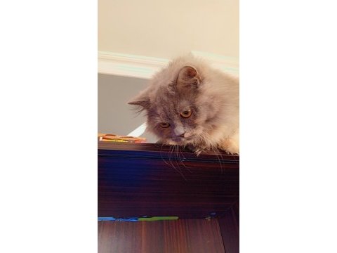 Mama karşılığı sahiplendirme kedimiz