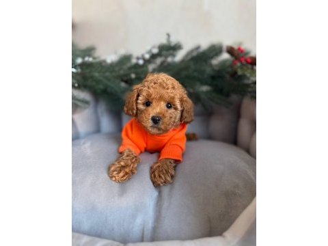 Toy poodle yavru