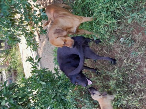 Labrador yavruları 1 aylık
