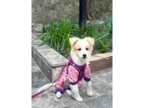4 aylık havanese terrier