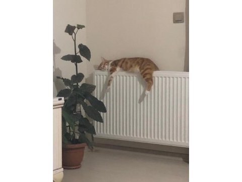 Yakışıklı kedimiz marco