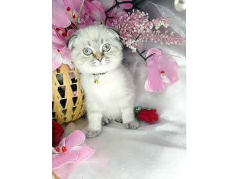 Minnoş lara yeni yuva scottish fold