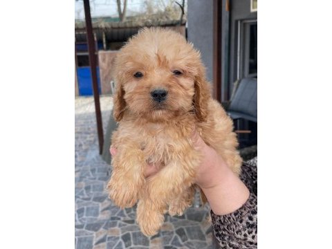Zeki ve sevgi dolu bu maltipoo yavrusu sahibini bekliyor