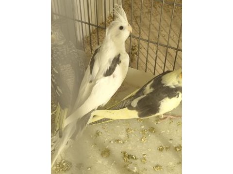 Sultan papağanı yavruları 2 aylık
