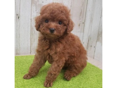 Irk garantili maltipoo yavruları