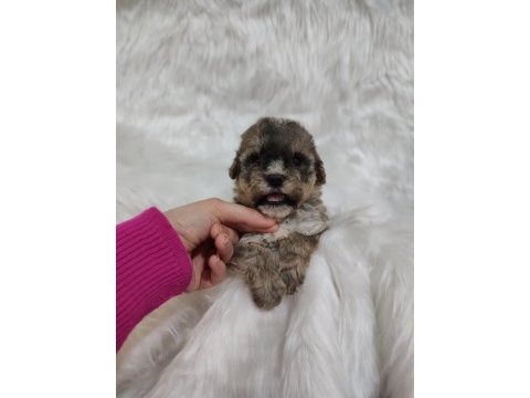 Tricolor poodle toy boy
