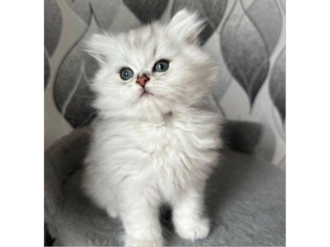 Saf kan british longhair