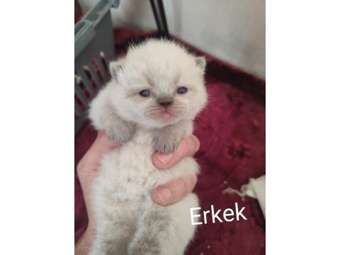 Show kalite british shorthair yavrular