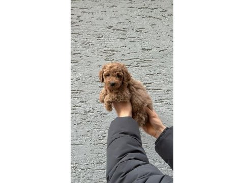 Sevimli ve safkan poodle yavrular