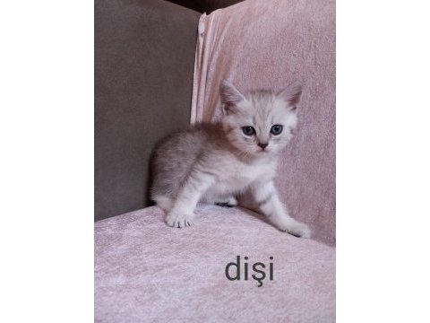 British shorthair sevimli yavrular
