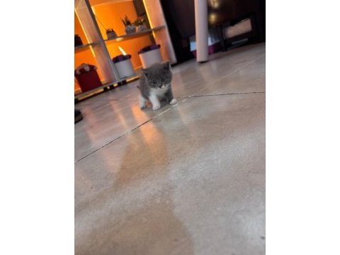 A kalite bicolor british shorthair yavrumuz