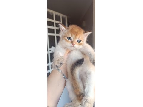 Bursa golden ve golden point british shorthair yavrular