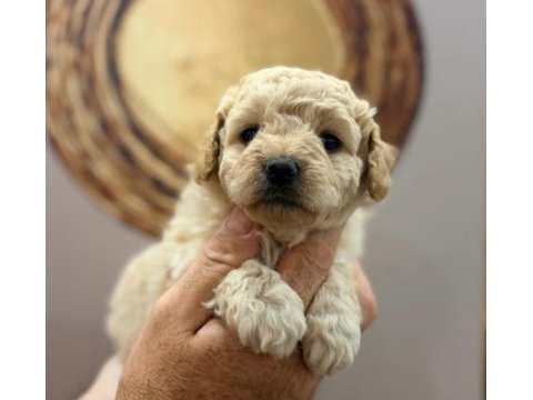 Toy poodle yavru köpeklerimiz