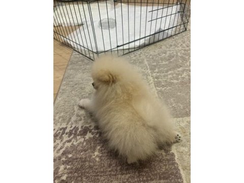 2 aylık erkek pomeranian