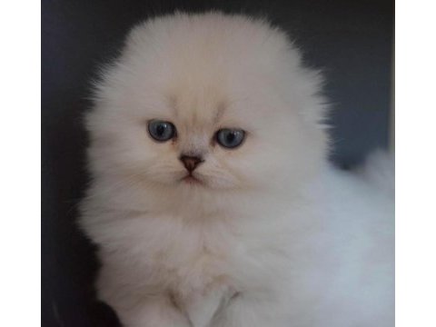 Türkiyede tek eşsiz güzellik scottish fold long yavrum