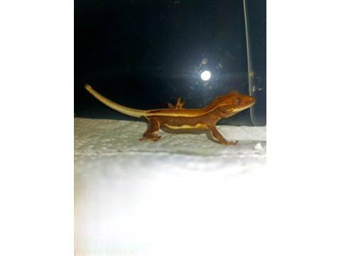 Lily white crested gecko