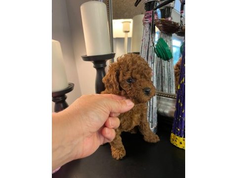 Kore kan poodle köpekler