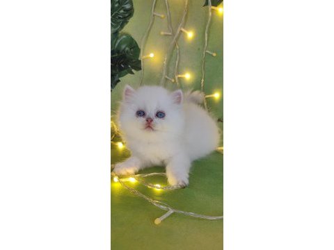 British shorthair ve british longhair erkek ve dişi