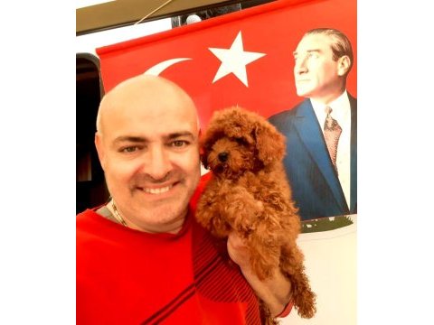 Toy poodle yavrularımız efsane bebişler
