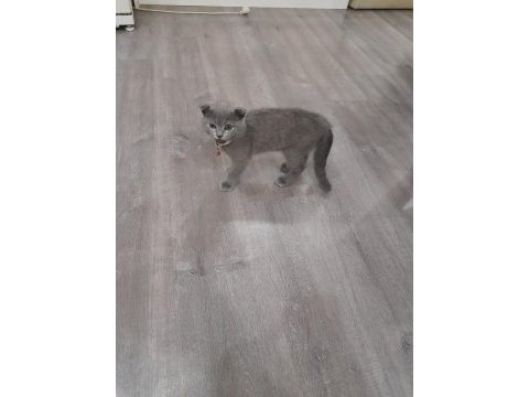 3 aylık erkek scottish fold oyuncu