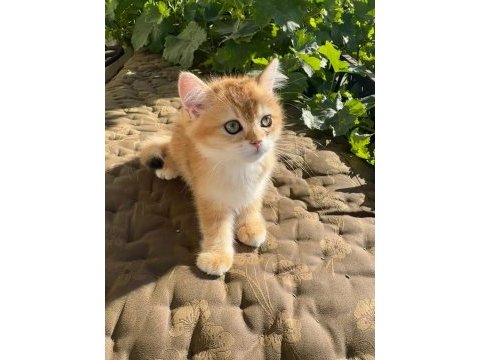 Golden british shorthair yavrular