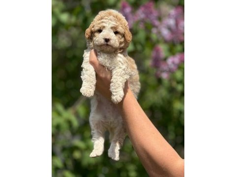 Maltipoo adana