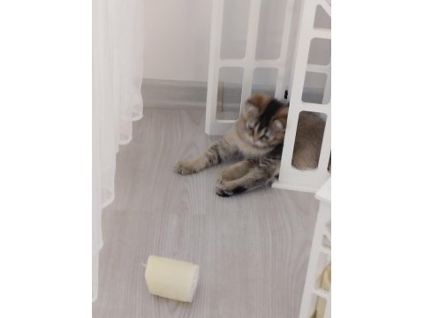 Sevimli oyuncu british shorthair yavrular