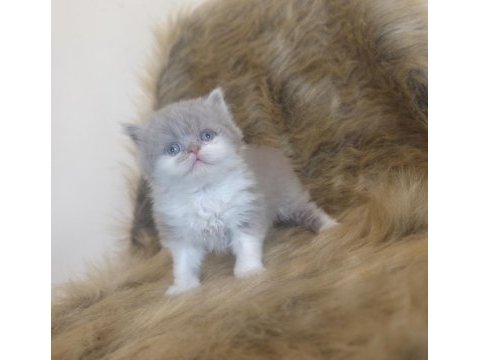 Show kalite british shorthair yavrular ailelerini arıyor
