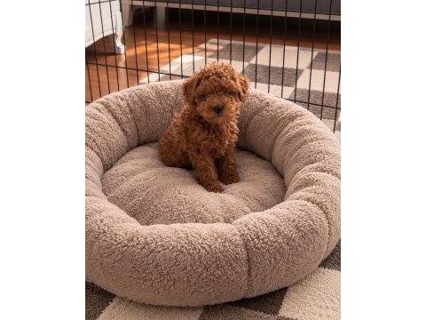 Tertemiz ev üretimi orjinal toy poodle