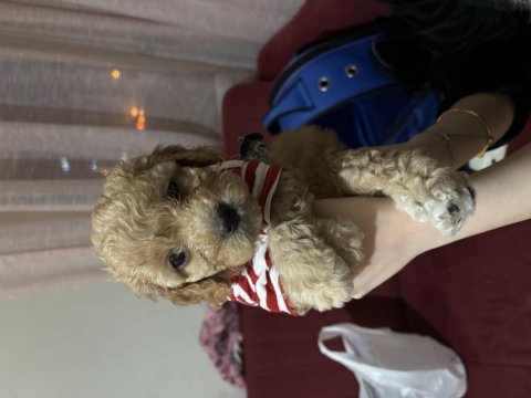 Maltipoo son yavru