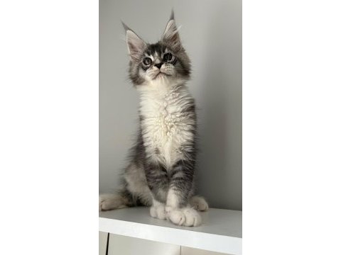 Minik dev maine coon prens hiroşi