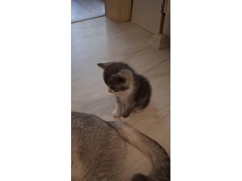 Sevimli scottish fold yavrusu